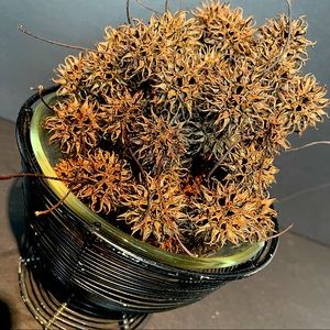 set of 65 sweet gum balls or witch’s burr